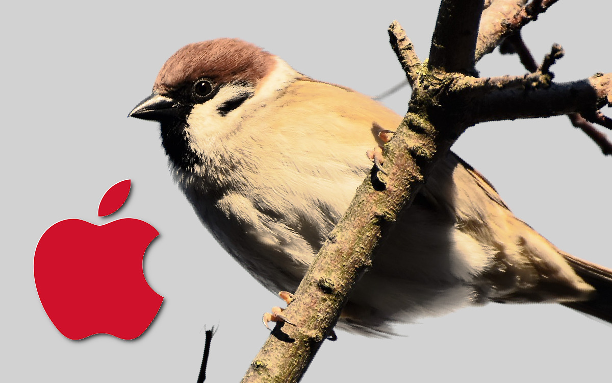 A Sparrow and the Apple logo.